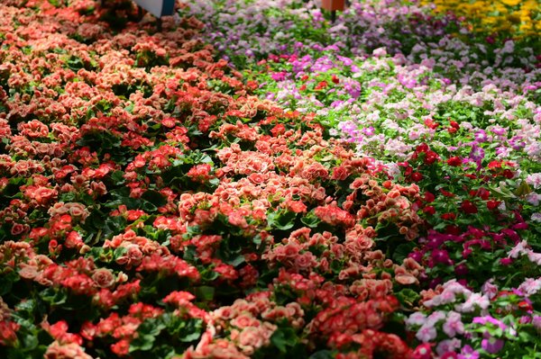 Explorez : Douches extérieures pour un été rafraîchissant